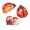 Watercolor ladybug set, flying bright insects