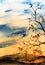 Watercolor landscape of black knotty branch with remains of yellowed leaves against tender evening cloudy sky with warm sunlight