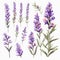 Watercolor Lavender Clipart In Vector Format