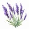 Watercolor Lavender Flower Clipart Set With Powerful Symbolism