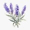 Watercolor Lavender Flowers: European Symbolism In Subtle Realism