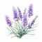 Watercolor Lavender Flowers: Iconic Symbolism In Realistic Illustration