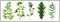 Watercolor Leaf Design Isolated Set on white background. Moringa, Ginkgo Biloba, Ficus, Oak and Rowan leaves.