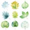 Watercolor Leaves Clipart: Blustery Leaf Circle In Light Green And Blue
