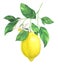 Watercolor lemon branch with flower on white background