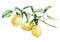 Watercolor lemon branch set. Hand painted lemon fruit on branch isolated on white background. Floral elegant