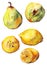 Watercolor lemon citrus pear fruit set isolated