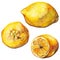 Watercolor lemon citrus yellow exotic fruit vector isolated