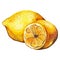 Watercolor lemon citrus yellow fruit still life isolated