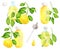 Watercolor lemon essential oil set. Hand drawn yellow citrus fruit, leaves, glass bottle, dropper isolated on white background.