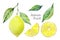Watercolor lemon fruit set. White background. Fresh fruit. Lemon tree fruits and leaves. Collection design elements for