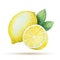 Watercolor lemon yellow