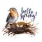 Watercolor lettering Hello spring bird card. Hand painted illustration with robin in the nest isolated on white