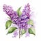 Watercolor Lilac Flowers Clipart - Highly Detailed Vector Illustration