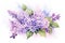 Watercolor Lilac Flowers. Illustration of lilac blossoms with green leaves. Isolated on white background. Ideal for