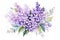 Watercolor Lilac Flowers. Illustration of lilac blossoms with green leaves. Isolated on a white background. Ideal for
