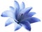Watercolor lily blue flower. isolated with clipping path on a white background. for design.