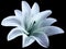 Watercolor lily blue-turquoise flower. isolated with clipping path on the black background. for design. Closeup.