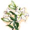 Watercolor lily branch, hand drawn floral illustration isolated on a white. Chinese style.