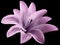 Watercolor lily pink flower. isolated with clipping path on the black background. for design. Closeup.