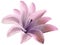 Watercolor lily pink flower. isolated with clipping path on a white background. for design. Closeup.