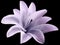 Watercolor lily purple flower. isolated with clipping path on the black background. for design. Closeup.