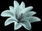 Watercolor lily turquoise flower. with clipping path on the black background. for design. Closeup.