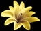 Watercolor lily yellow flower. isolated with clipping path on the black background. for design. Closeup.