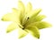 Watercolor lily yellow flower. isolated with clipping path on a white background. for design. Closeup.