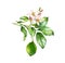 Watercolor Lime branch. Realistic citrus tree with lime fruit, flowers, leaves. Botanical illustration. Isolated artwork