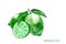 Watercolor lime. Isolated citrus fruit illustration