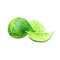 Watercolor lime with sliced parts isolated