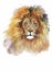 Watercolor lion on a white background vector