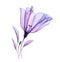 Watercolor lisianthus bouquet. Hand painted artwork with transparent violet flower and purple leaves isolated on white