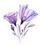 Watercolor lisianthus bouquet. Hand painted artwork with two big transparent violet flower and purple leaves isolated on