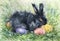 Watercolor little black rabbit is sitting in the grass. Easter bunny and decorative eggs pink, yellow, blue. Horizontal view, co