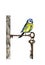 Watercolor little yellow blue bird sitting on wintage keys