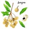 Watercolor longan set. Longan fruit. Hand drawn tropical illustration isolated on white background.