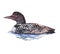 Watercolor loon  bird animal