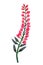 Watercolor lupins. Bright colorful summer pink lupine