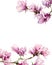 Watercolor magnolia and leaves card. Hand painted border with flowers on branch isolated on white background. Floral