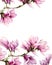 Watercolor magnolia and leaves vertical card. Hand painted border with flowers on branch isolated on white background