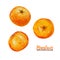 Watercolor mandarine orange fruit
