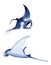 Watercolor manta ray hand drawn illustration, sea ocean underwater marine nautical design, endangered species animal