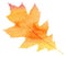 Watercolor maple leaf, autumn background