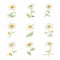 Watercolor marguerite flowers on a white background. Vector illustration.