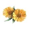 watercolor marigold calendula flowers, medecine herbs flowers