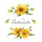 watercolor marigold calendula flowers, medecine herbs flowers