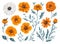 Watercolor marigold Clipart Set, Realistic Floral Illustrations