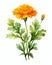 Watercolor Marigold flower with leaves isolated